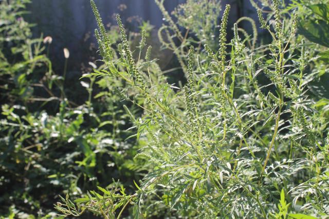 Za alergične na ambroziju nema spasa u narednih desetak dana